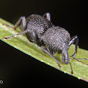 Rugose weevil