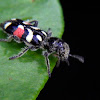 Checkered beetle