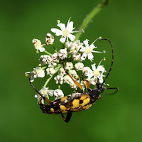 Spotted Longhorn di 