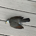 yellow-billed cuckoo