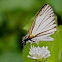 Veined White Skipper