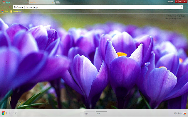 Crocus Flower Green chrome extension