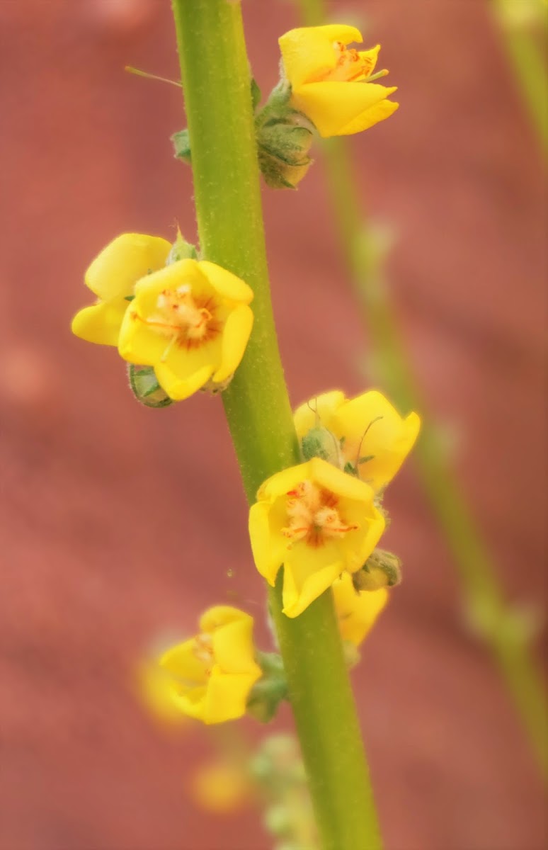 Mullein , Velvet plant