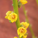 Mullein , Velvet plant