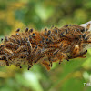 Western tent caterpillars