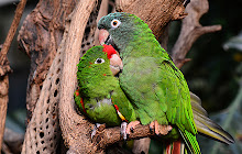 Parrot Wallpapers FullHD Parrots New Tab small promo image