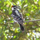 Downy Woodpecker