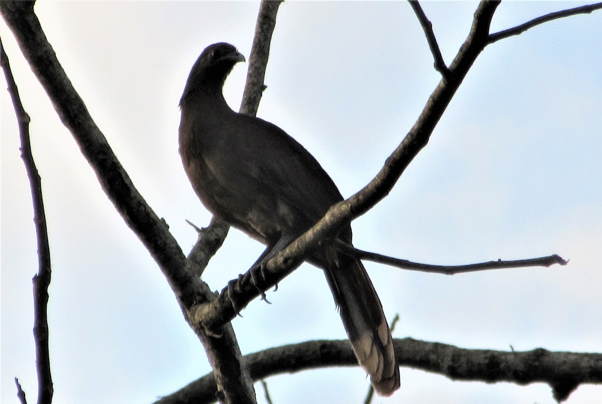 Plain Chachalaca