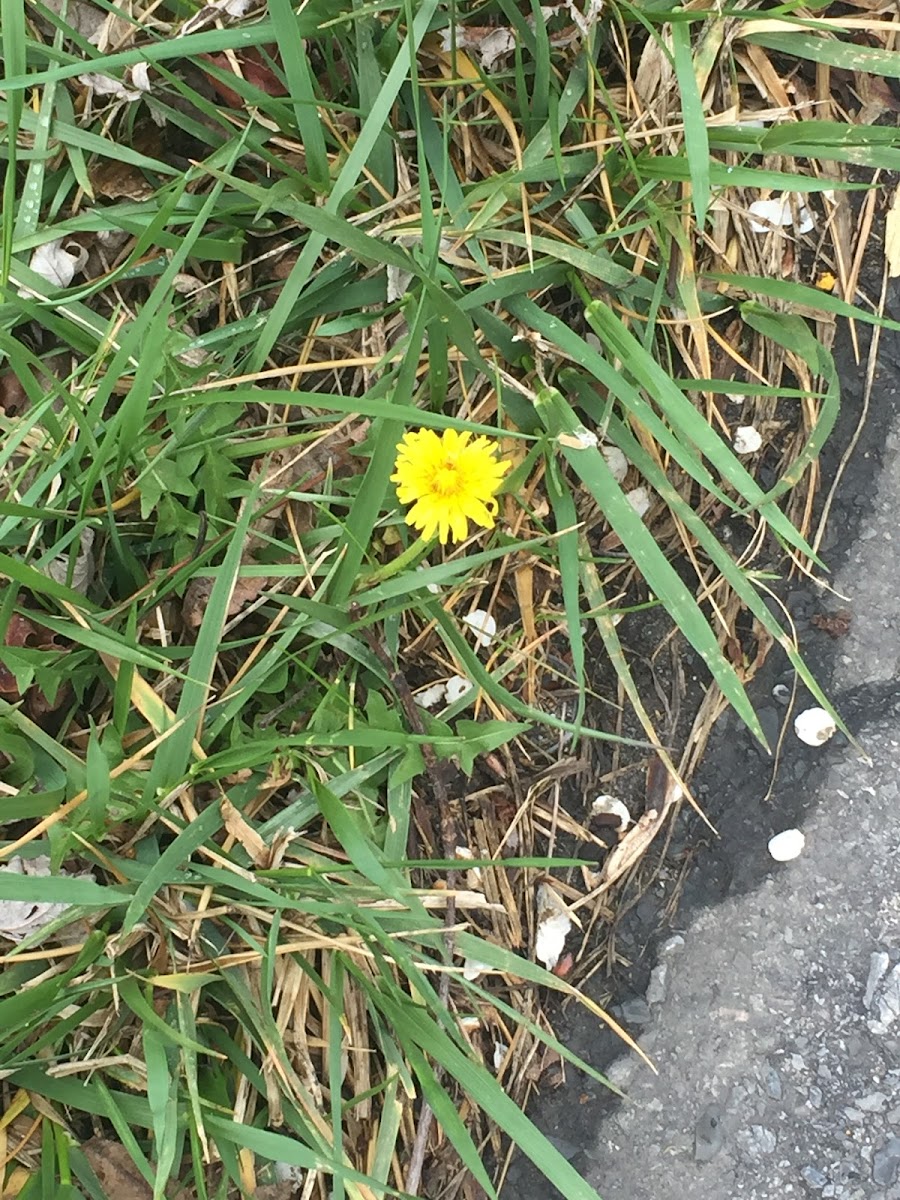 Dandelion