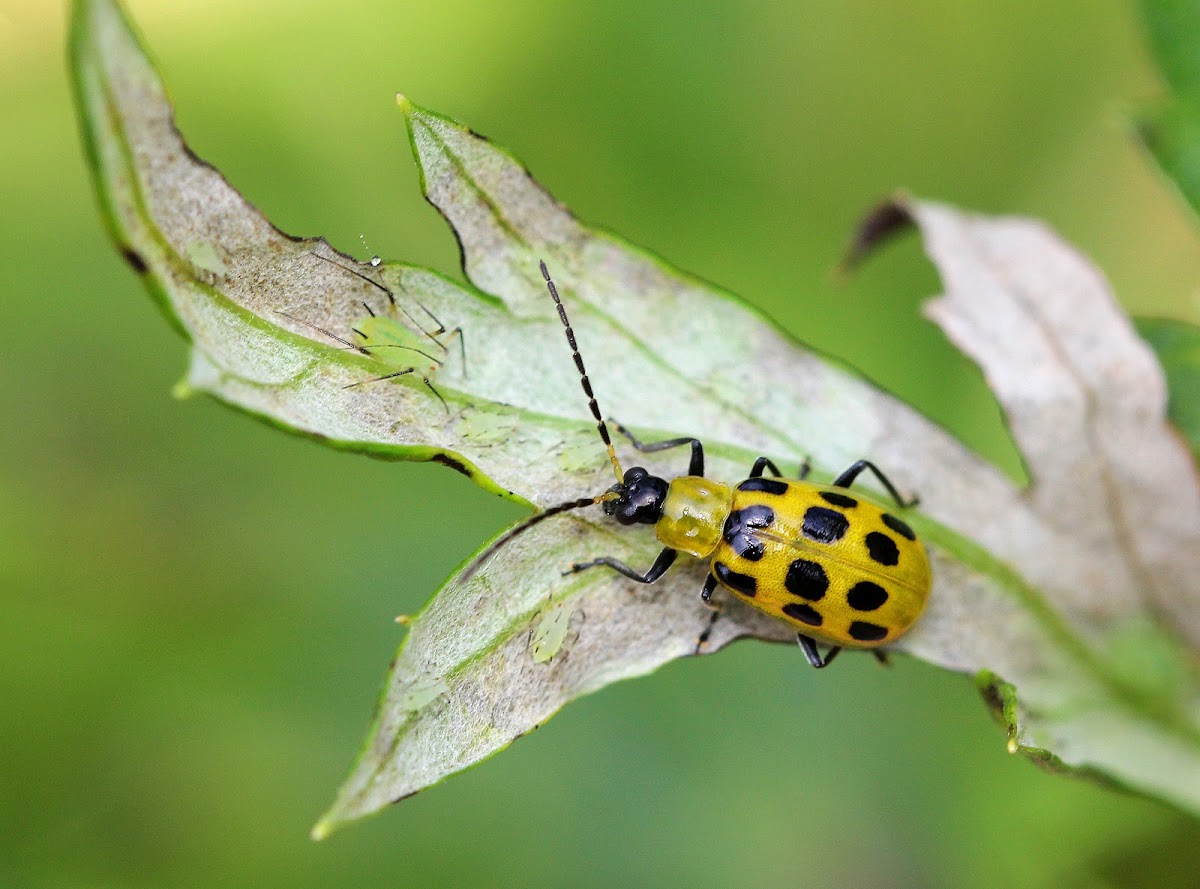 Spotted Cucumber Beetle