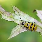 Spotted Cucumber Beetle