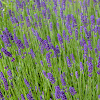 English Lavender