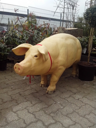 Schwein