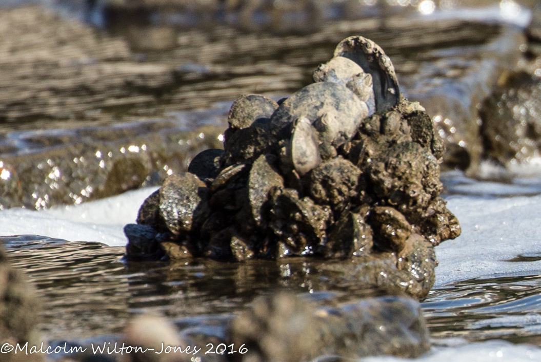 Mussels