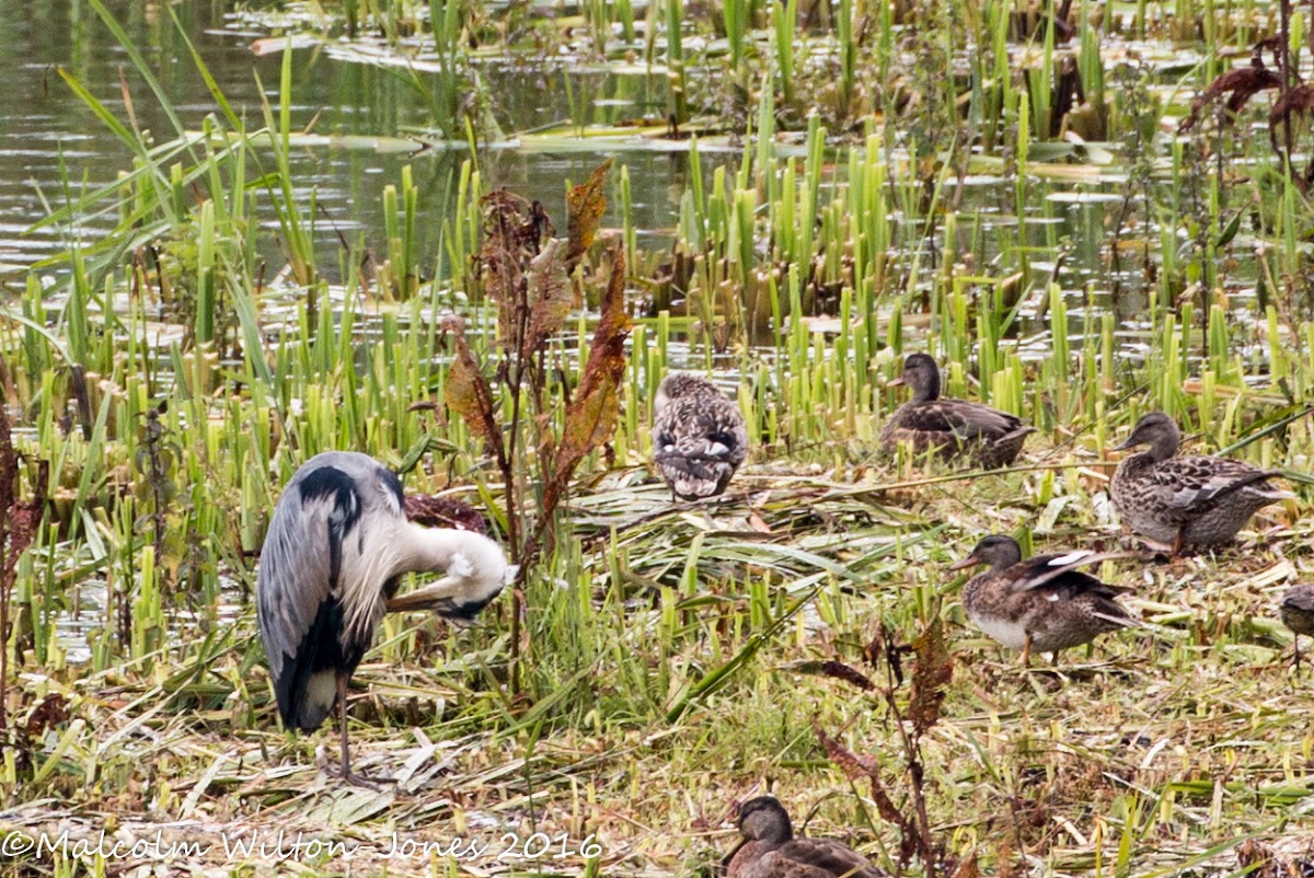 Grey Heron