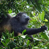 Mantled Howler Monkey