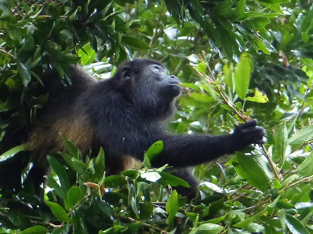 Mantled Howler Monkey