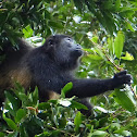 Mantled Howler Monkey