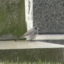 Dark-eyed junco