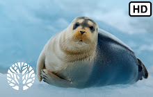 Seal HD Wallpapers New Tab Theme small promo image