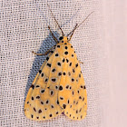 Crotalaria Podborer