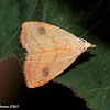 Spotted Grass Moth