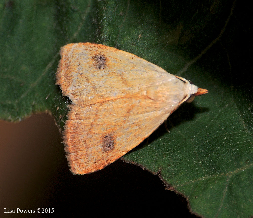 Spotted Grass Moth