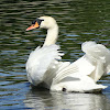 Mute Swan