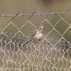 Meadow Pipit; Bisbita Común