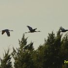 Sandhill Crane