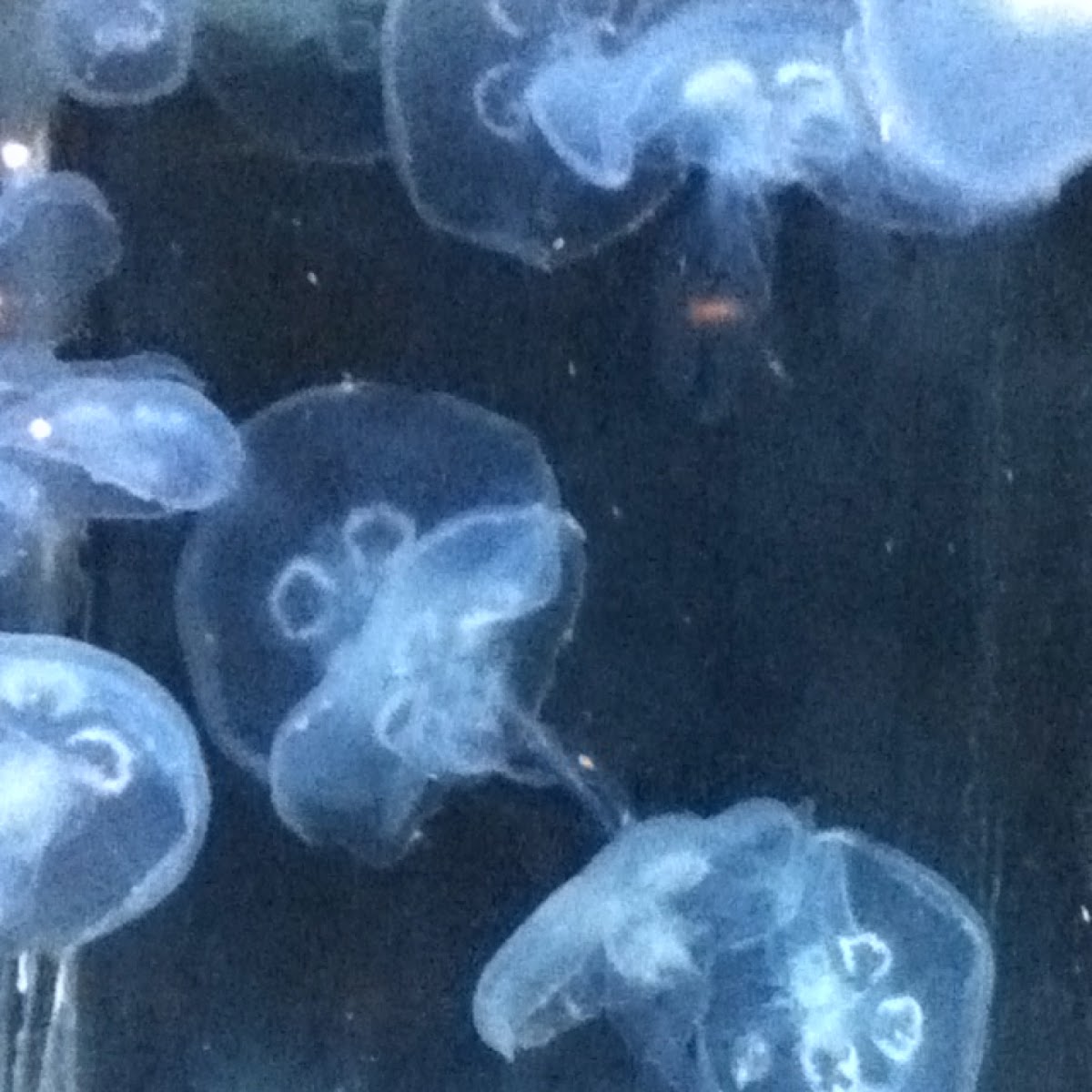 Moon jellyfish