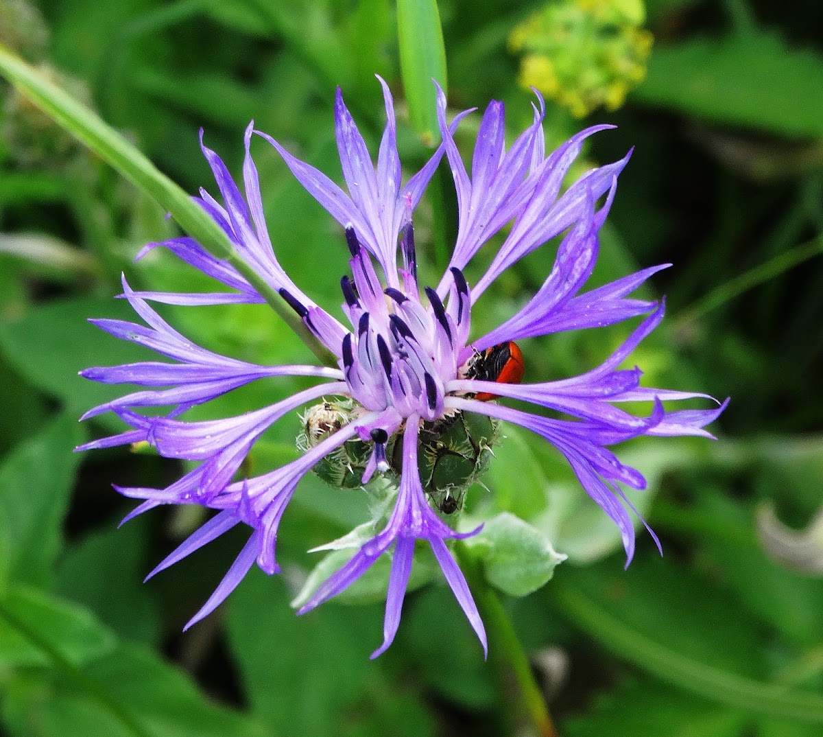 Blue Starthistle