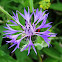 Blue Starthistle