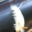 Sycamore Tussock Moth