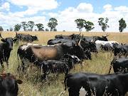 Nguni Cattle