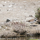 Little Ringed Plover; Chorlitejo Chico