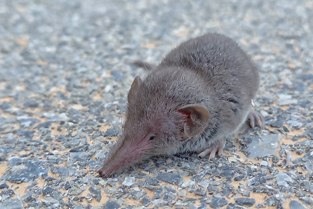 Eurasian pygmy shrew