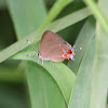 Dusky-Blue Groundstreak