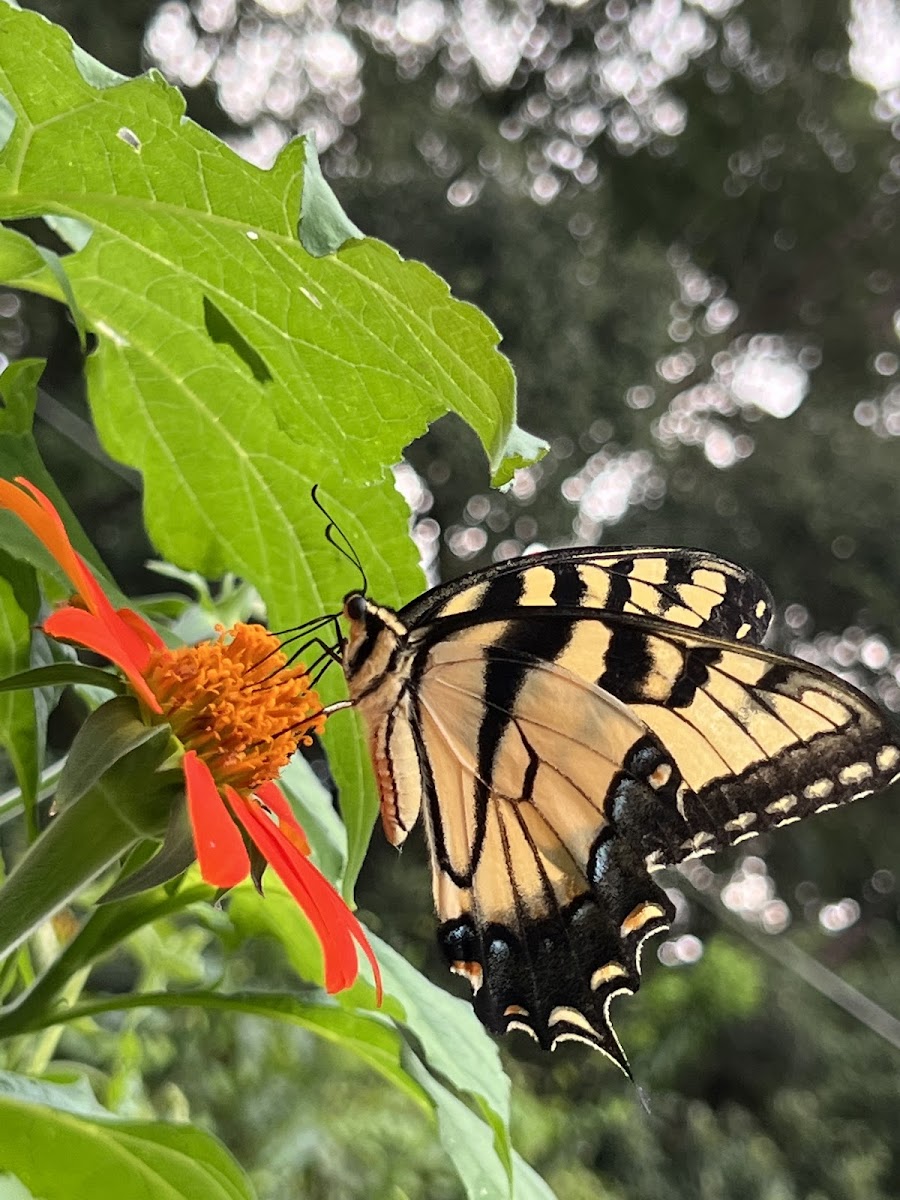 Eastern Tiger Swallowtail