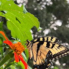 Eastern Tiger Swallowtail