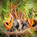 American robin