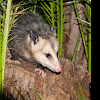 Virginia Opossum