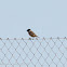 Stonechat; Tarabilla Común