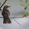 Varied Thrush