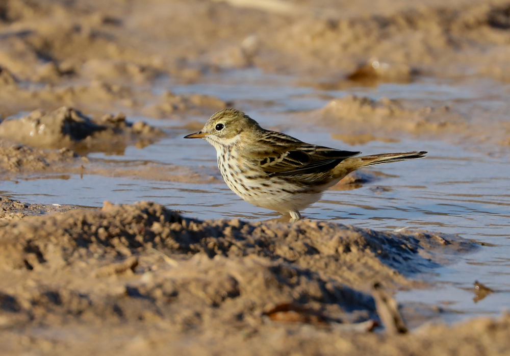 Meadow Pipit