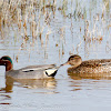 Teal; Cerceta Común