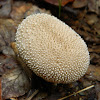 Common puffball (Λυκόπερδο το μαργαριταρένιο)