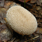 Common puffball (Λυκόπερδο το μαργαριταρένιο)