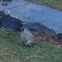 European rabbit or common rabbit