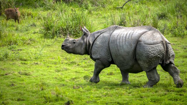 Kaziranga jungle safari in India